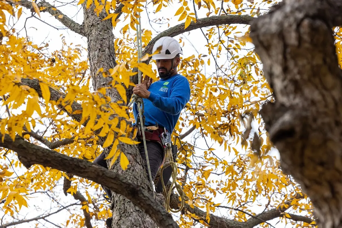 Skilled Storm Damage Cleanup crew working in Pettigrew